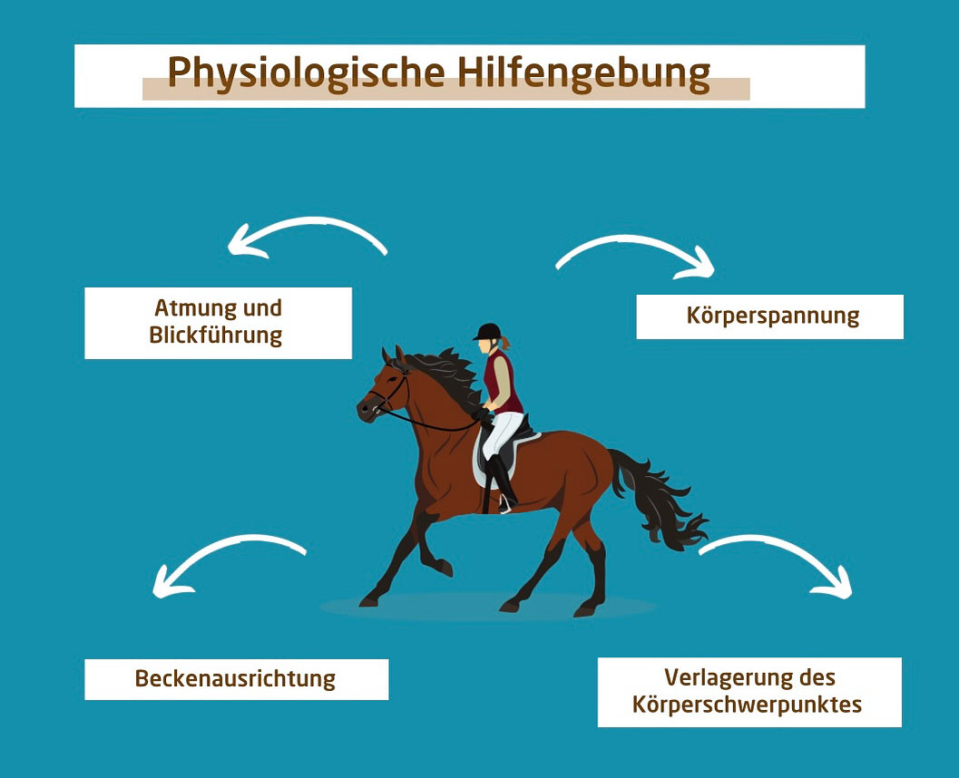 Konzept der physiologischen Hilfengebung beim Reiten