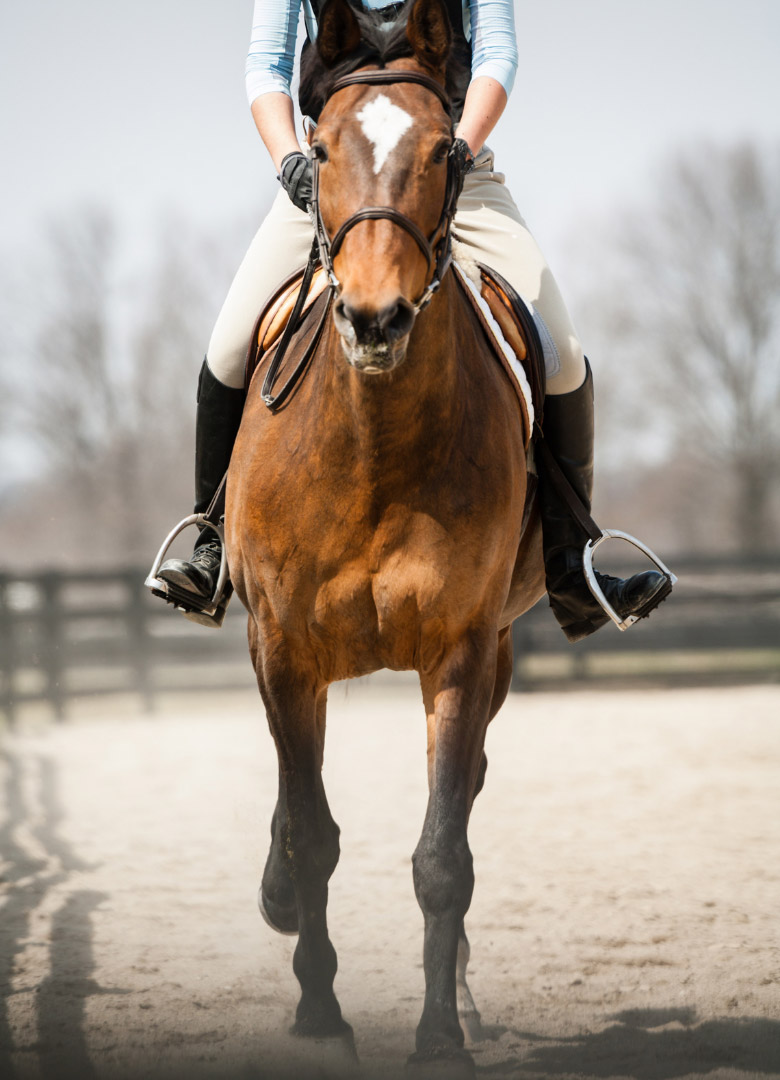 Gesundes Reiten: Pferd mit Reiter